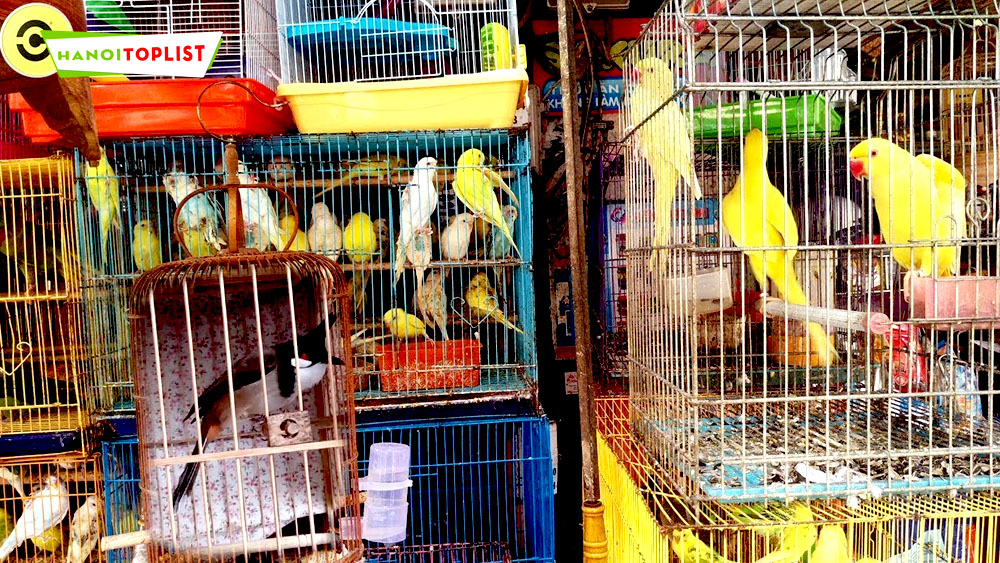 Top 10 cửa hàng chim cảnh đa dạng giống cực chuyên tại Hải Phòng