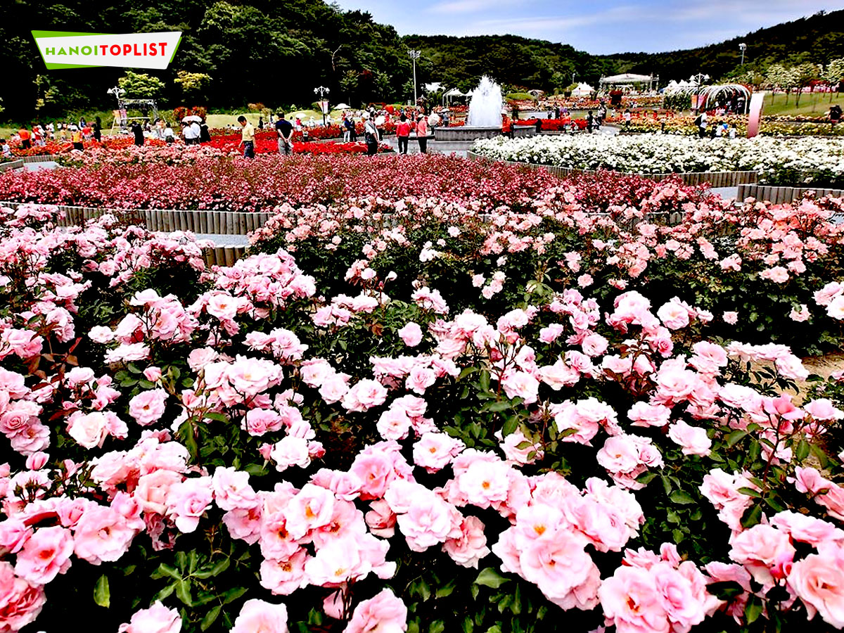 cong-vien-hoa-hong-rose-park-1