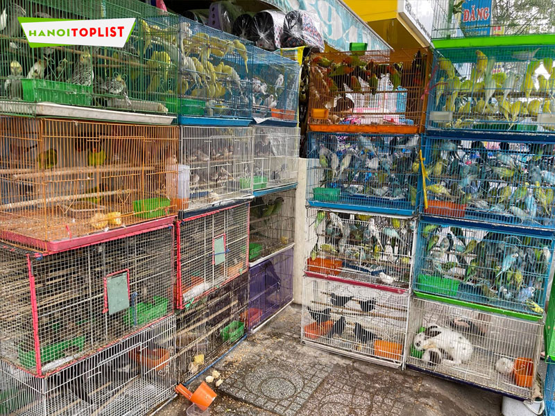 Top 12+ địa điểm mua chim cảnh tại Hà Nội đa dạng chủng loại