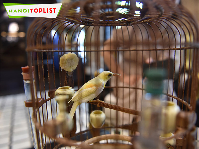 Top 10+ địa chỉ bán con vẹt ở Sài Gòn giống tốt nhất | HCMtoplist.com