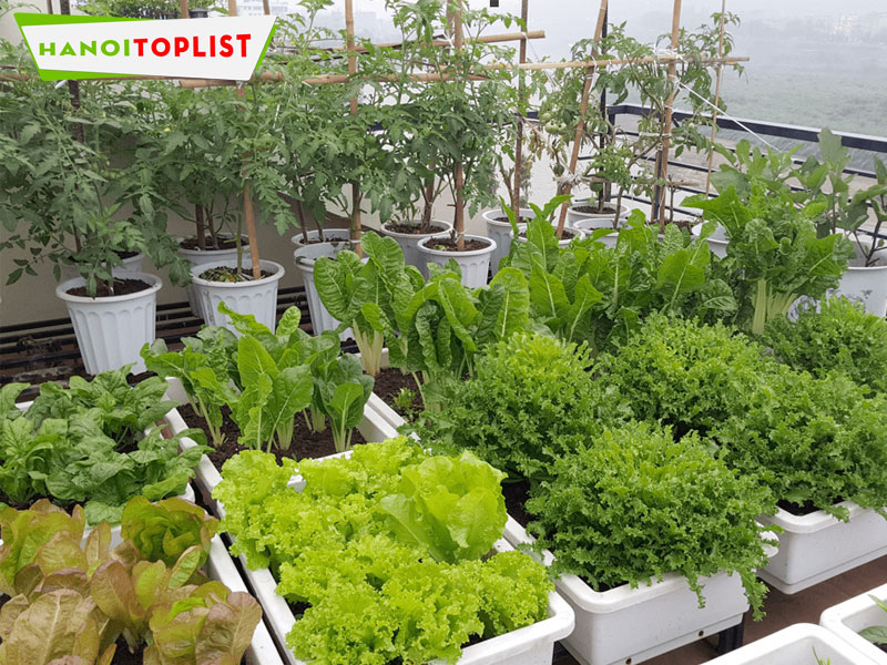 cong-ty-giong-cay-trong-ha-noi-hanoitoplist