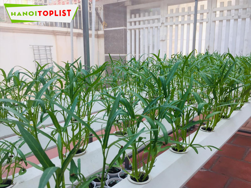 cong-ty-giong-cay-trong-hai-dang-hanoitoplist