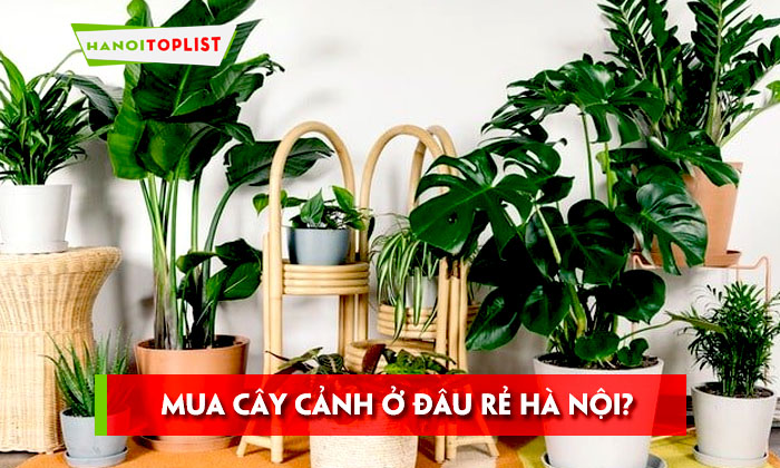 Mua cây cảnh ở đâu rẻ HÀ NỘI? TOP 10 địa chỉ Uy Tín và ...