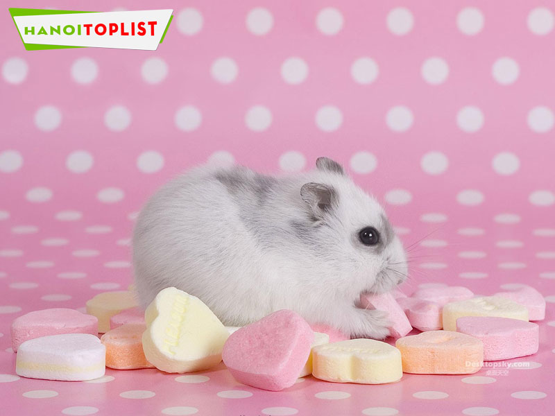hamster-shop-luna-hanoitoplist