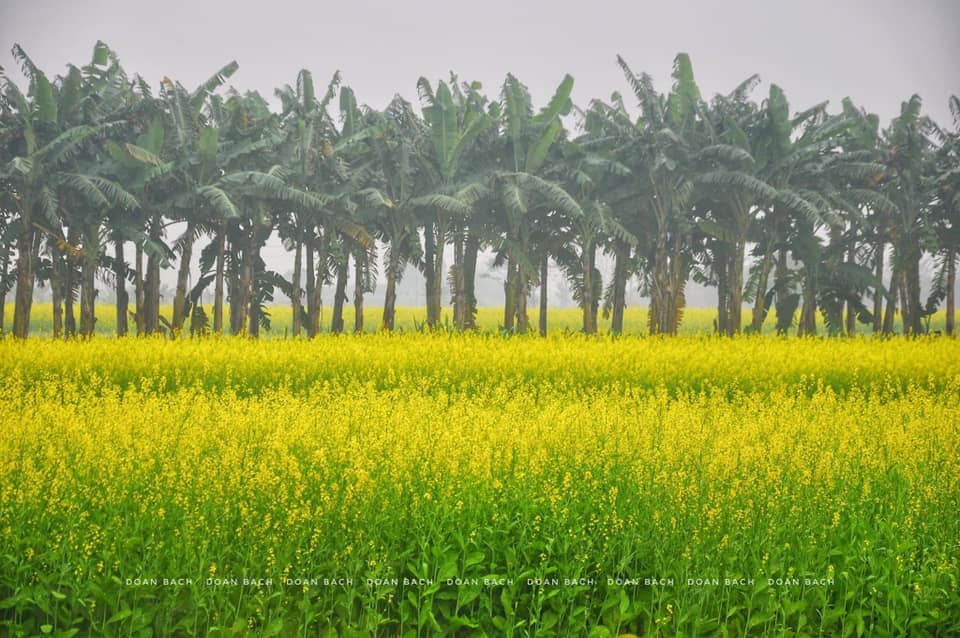 Canh-Dong-Hoa-Cai-Lon-Nhat-Ha-Noi-Vao-Cua-Free 5