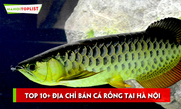 top-10-dia-chi-ban-ca-rong-tai-ha-noi-dep-gia-re