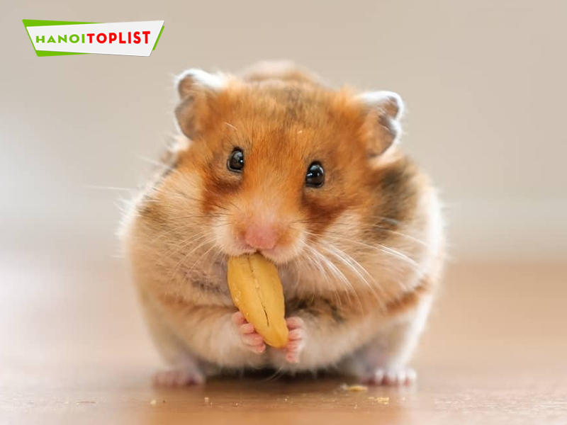 Coca Pet - Cửa hàng chuột Hamster đáng yêu