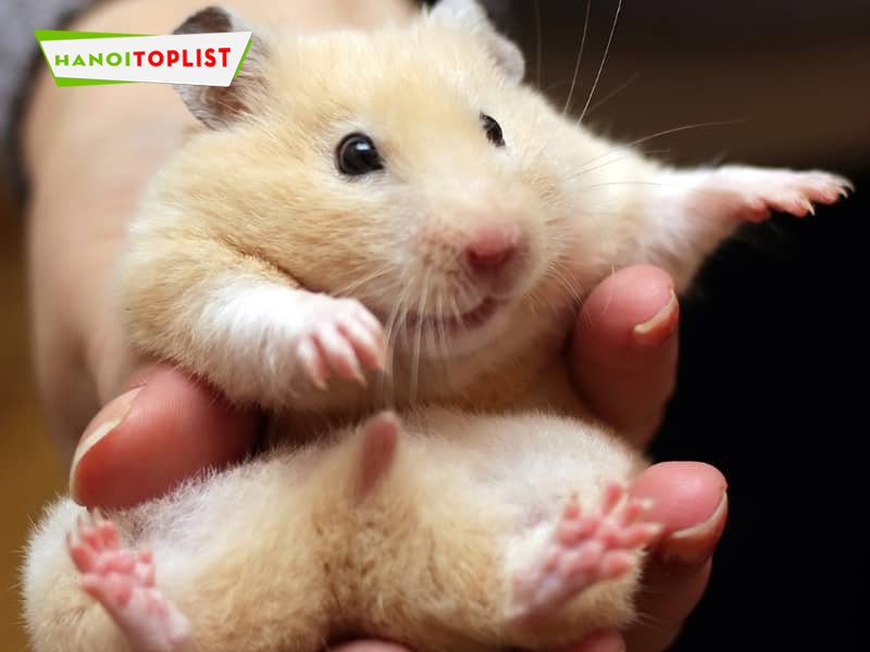 hamster-shop-244-kim-ma-shop-chuot-hamster-o-ha-noi-hanoitoplist