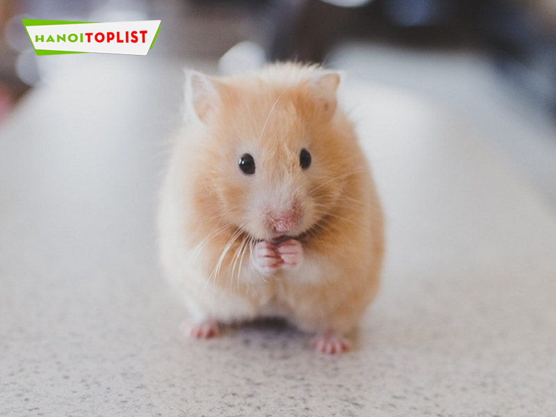 the-hamster-shop-mua-chuot-hamster-hanoitoplist