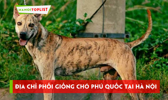 top-dia-chi-phoi-giong-cho-phu-quoc-tai-ha-noi-chat-luong-nhat-hanoitoplist