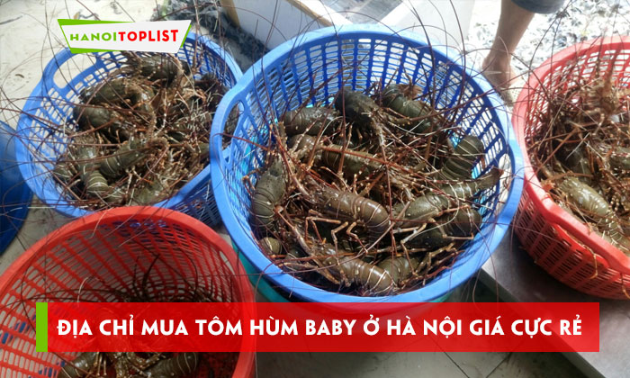 dia-chi-mua-tom-hum-baby-o-ha-noi-gia-cuc-re-hanoitoplist