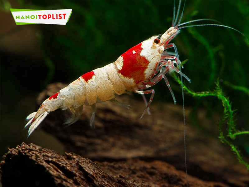 sun-shrimp-hanoi-tom-canh-ha-noi-cao-cap-hanoitoplist