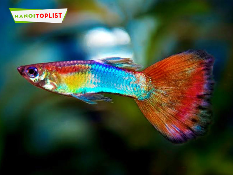 guppy-betta-city-shop-hanoitoplist