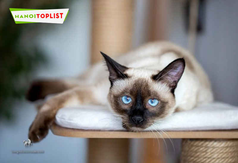 dong-vat-muon-mau-website-cung-cap-thong-tin-ve-dong-vat-mien-phi-hanoitoplist-1