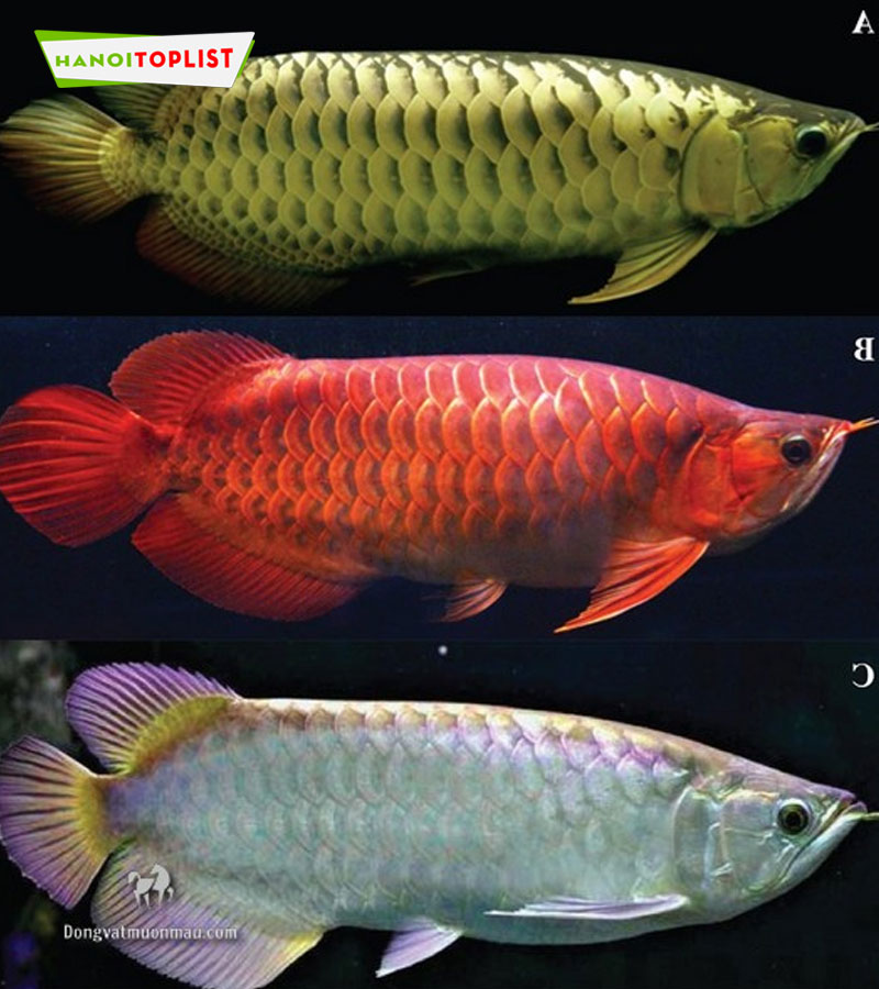 gioi-thieu-ve-dong-vat-muon-mau-hanoitoplist