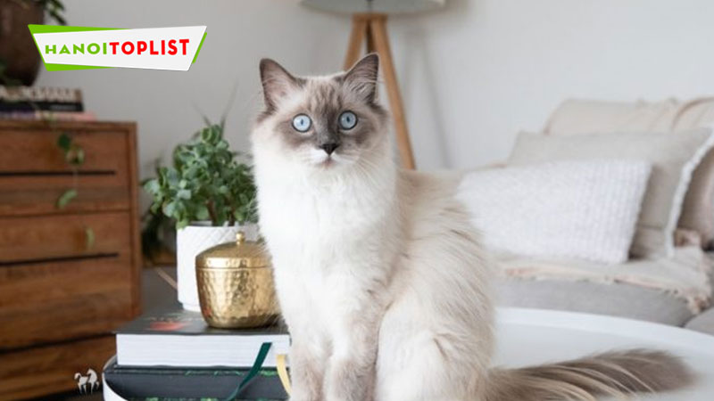 phuong-cham-hoat-dong-cua-dong-vat-muon-mau-hanoitoplist