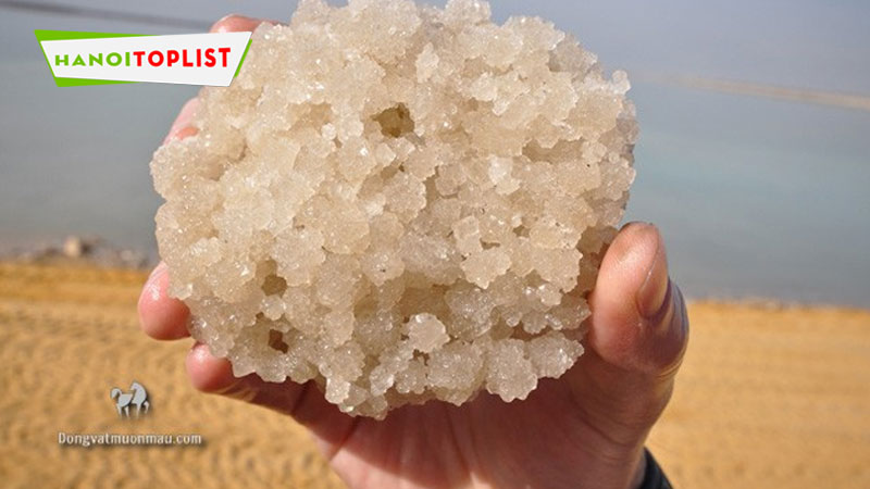 tai-sao-nen-lua-chon-dong-vat-muon-mau-tham-khao-thong-tin-hanoitoplist-2