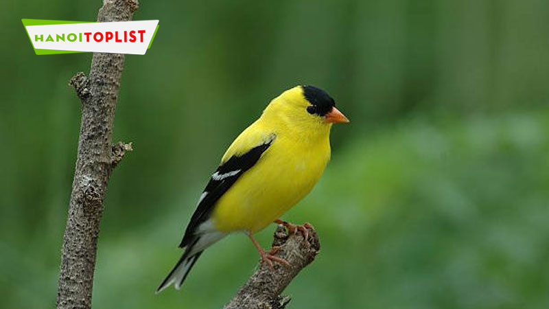 tai-sao-nen-lua-chon-dong-vat-muon-mau-tham-khao-thong-tin-hanoitoplist