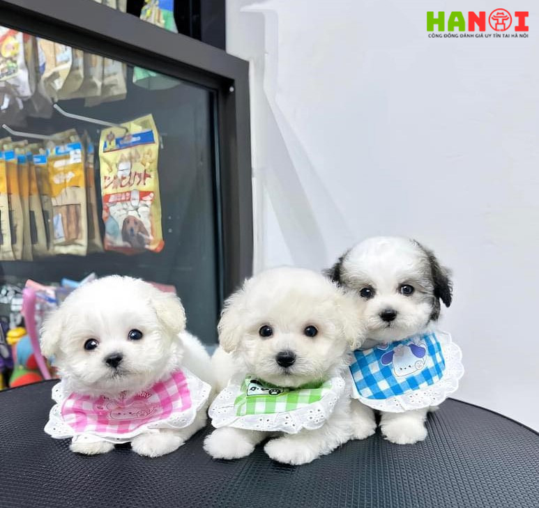 Map-pet-house-hanoitoplist-1