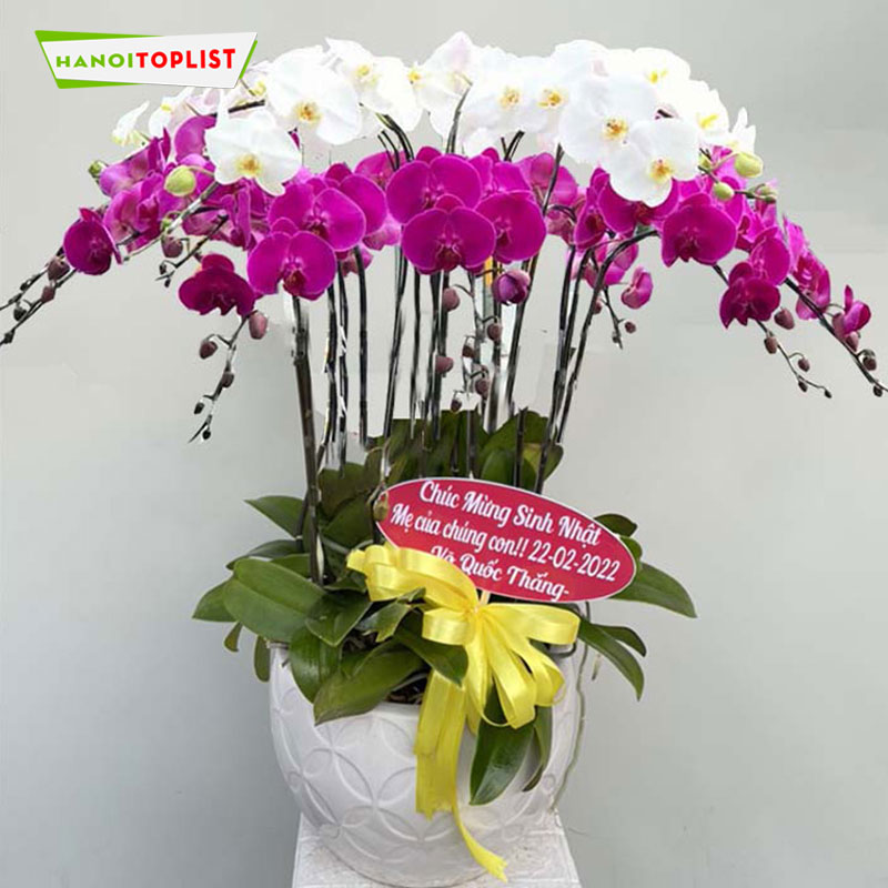 tang-hoa-lan-ho-diep-vao-dip-nao-hanoitoplist