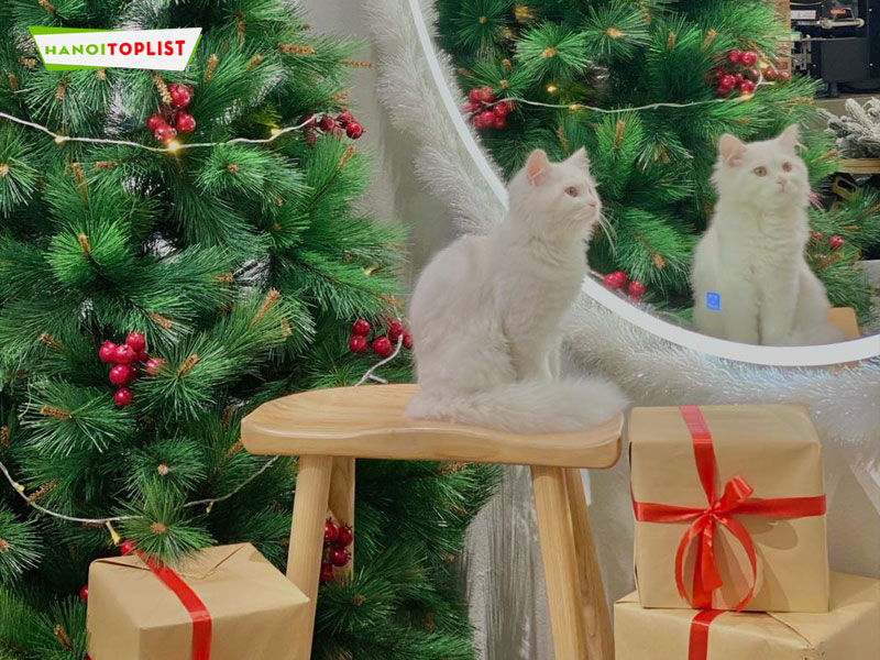 cafe-meo-bastets-home-hanoitoplist