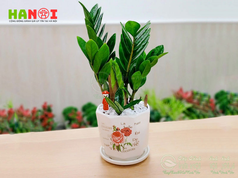 cach-chon-cay-canh-phu-hop-cho-khong-gian-hanoitoplist-1