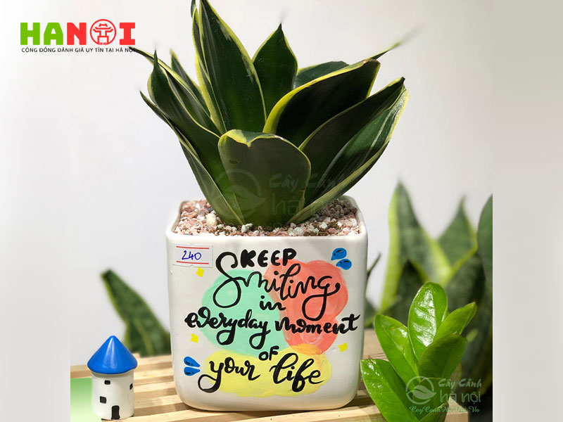 cach-chon-cay-canh-phu-hop-cho-khong-gian-hanoitoplist