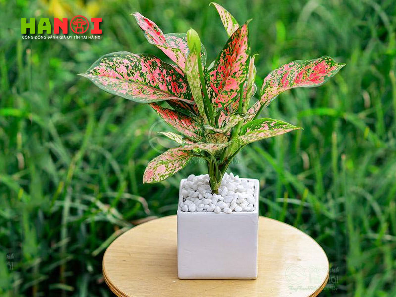 loi-ich-quan-trong-cua-viec-trong-cay-canh-hanoitoplist-1