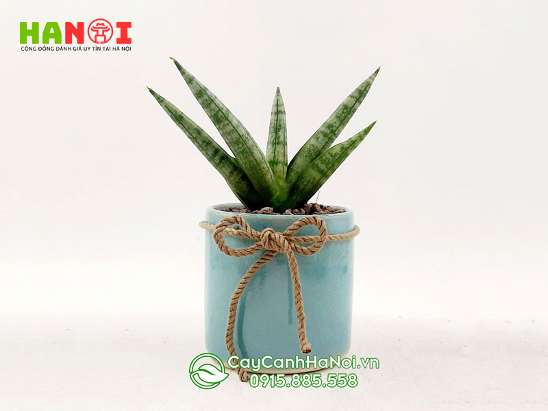 loi-ich-quan-trong-cua-viec-trong-cay-canh-hanoitoplist