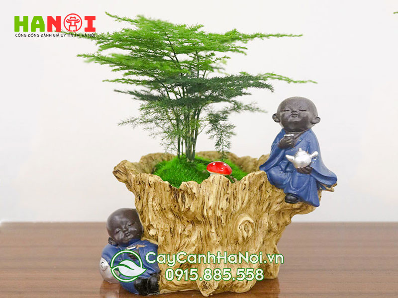 mot-so-luu-y-khi-trong-cay-canh-hanoitoplist