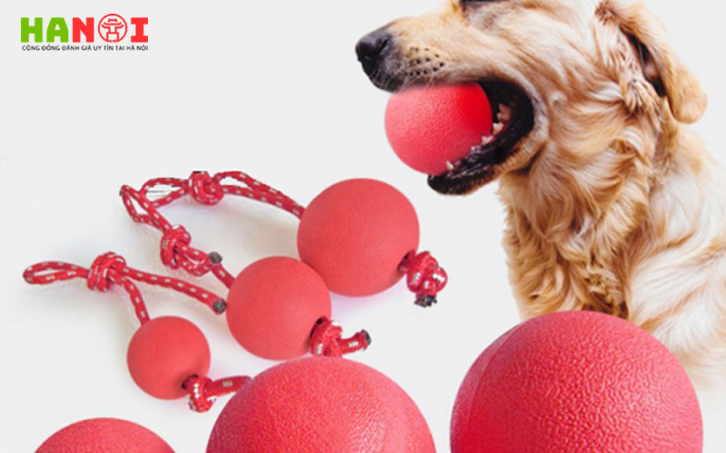pet-plaza-hanoitoplist